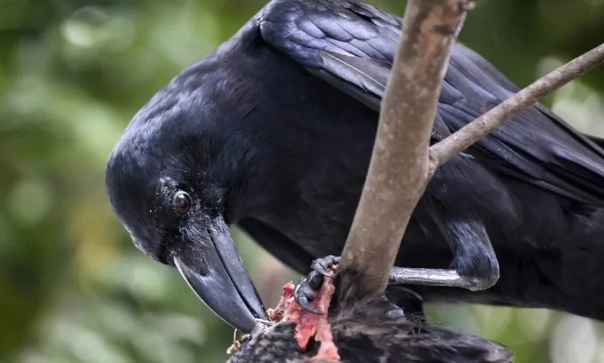 Ворона с мясом