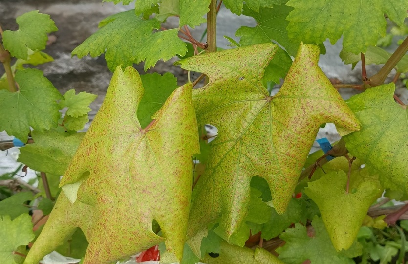 Помогите определить болезнь на Преображении