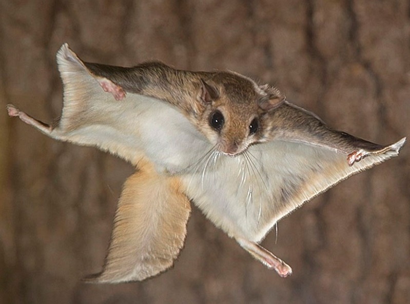 Белка-летяга