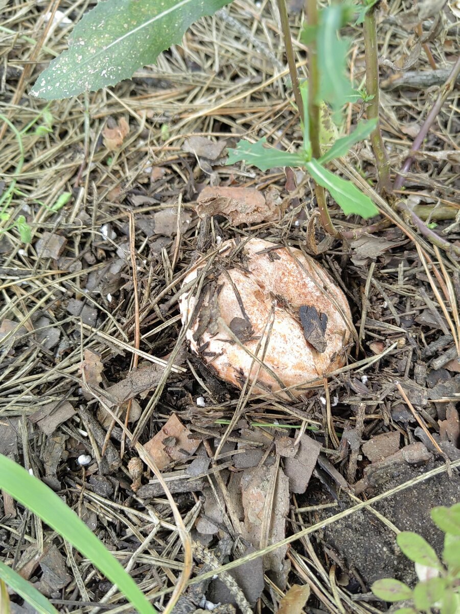 Осень 🍁 грибы на участке. 