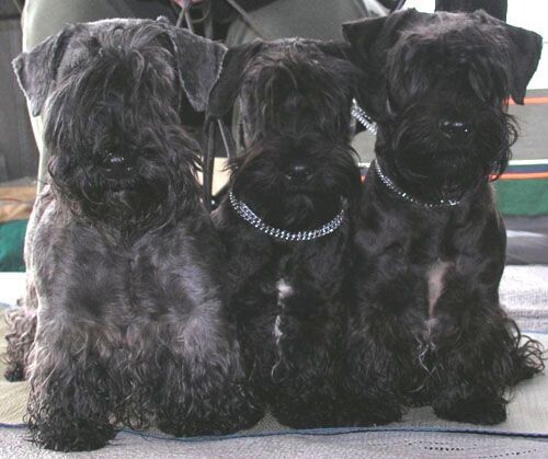 Все чёрные, не поймёшь, кто белый, кто чёрный!