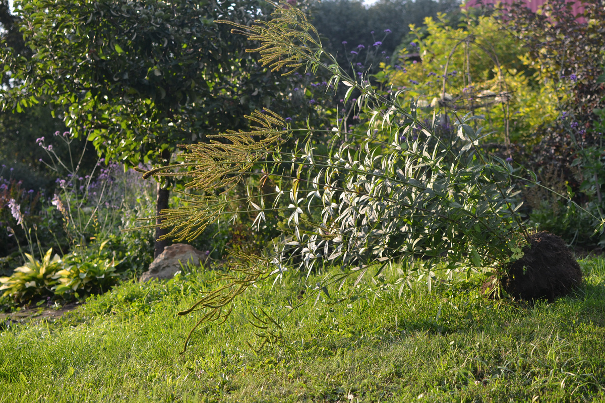 Выкопанный вероникаструм