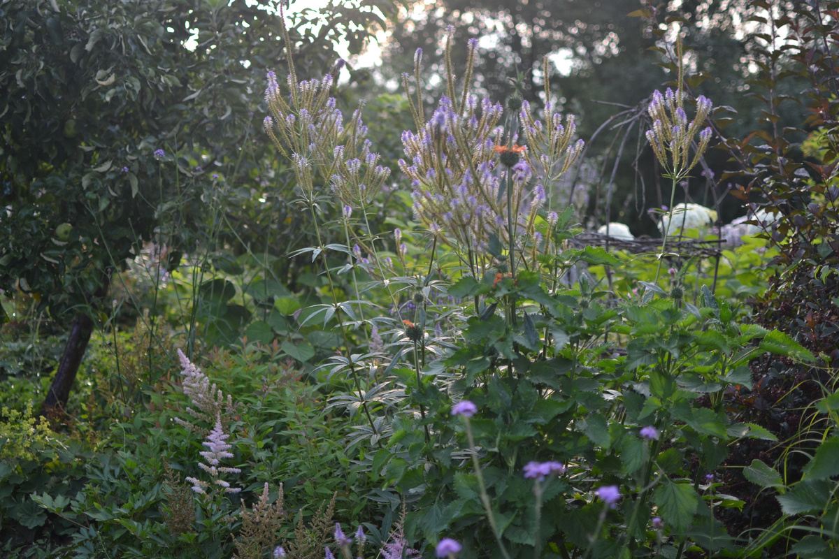 Вероникаструм в лучшую пору своей жизни