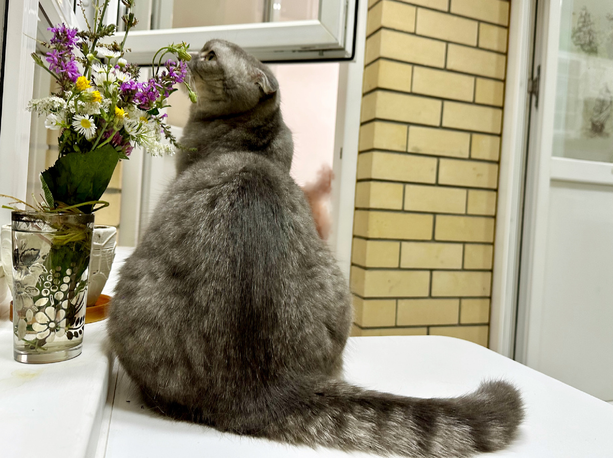 Кот Тимоша на южном балконе.