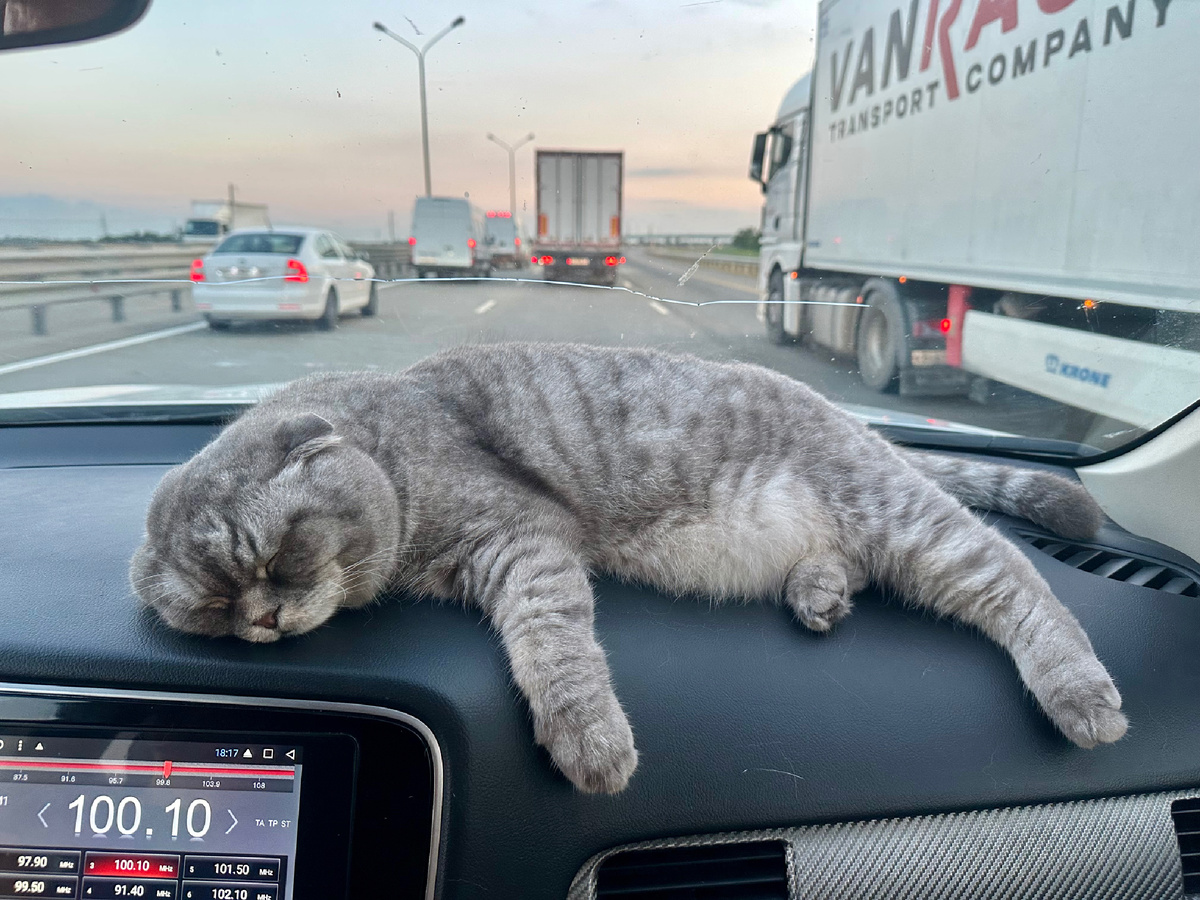 Автопутешествие кота с севера на юг.