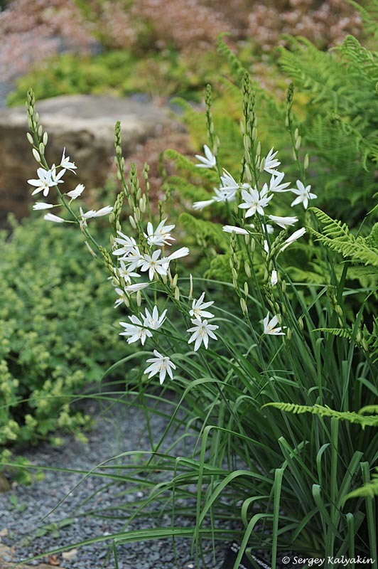 Венечник простой