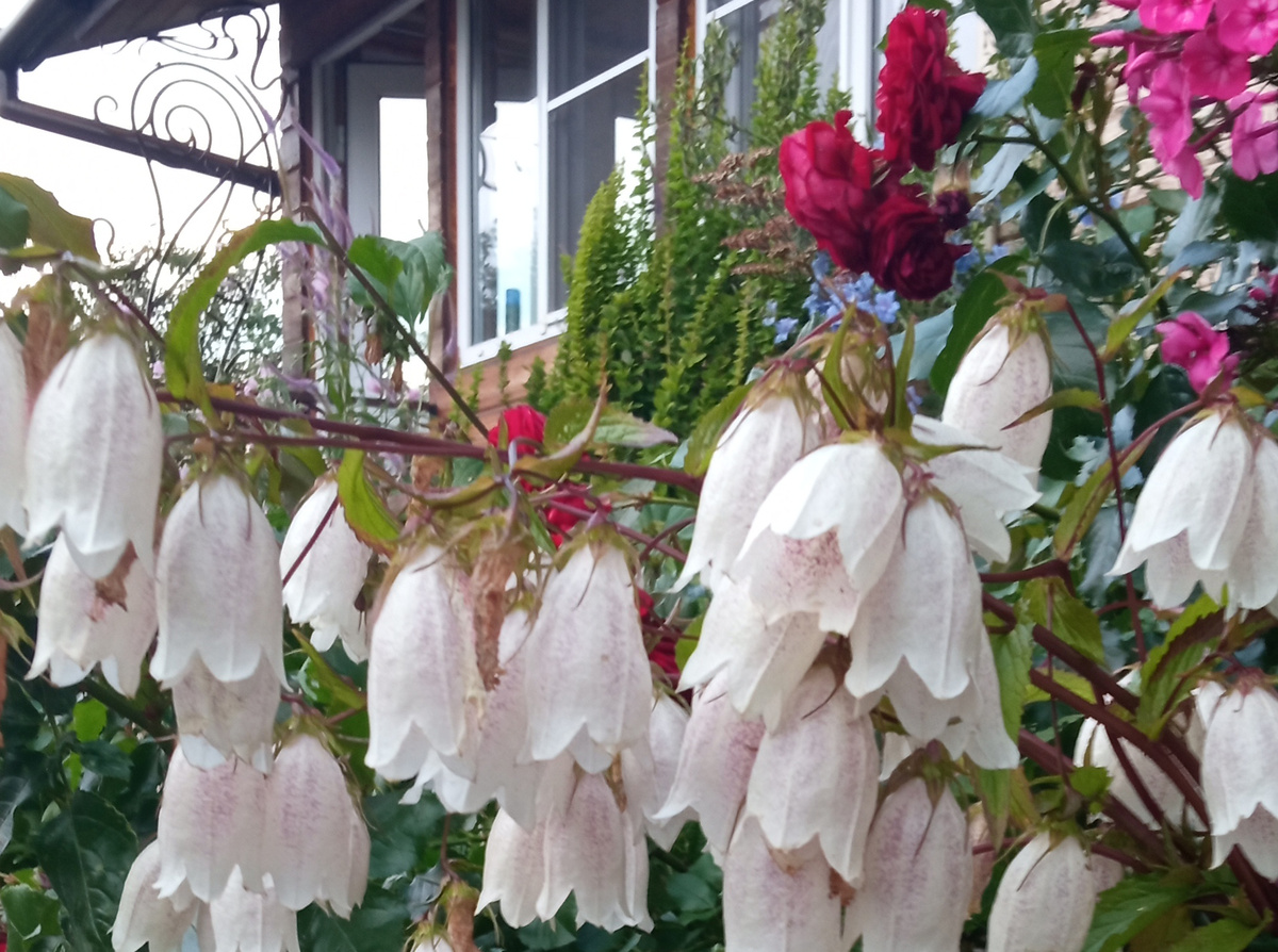 2. Колокольчик Такесима