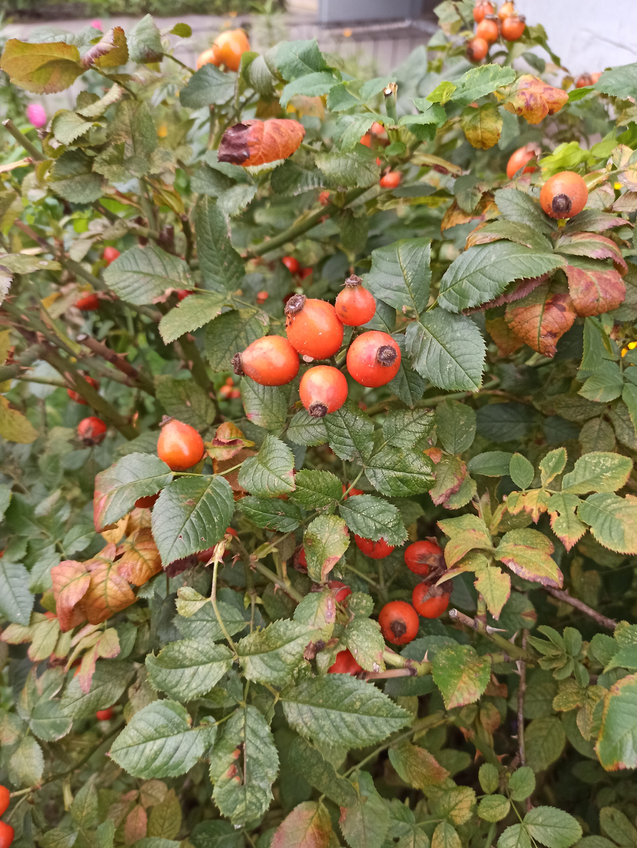 Шиповник созрел