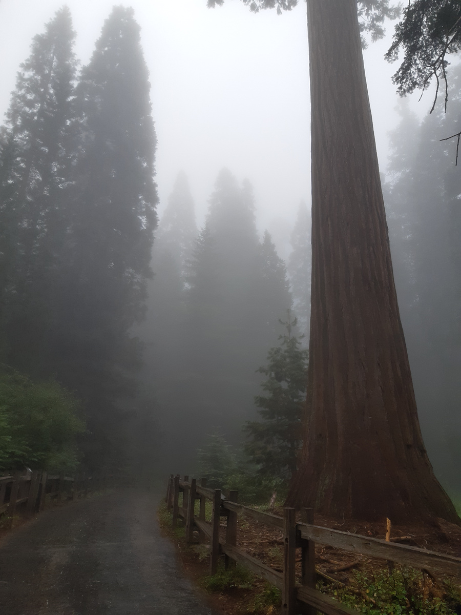 Национальный парк "Секвойя" ранним утром.