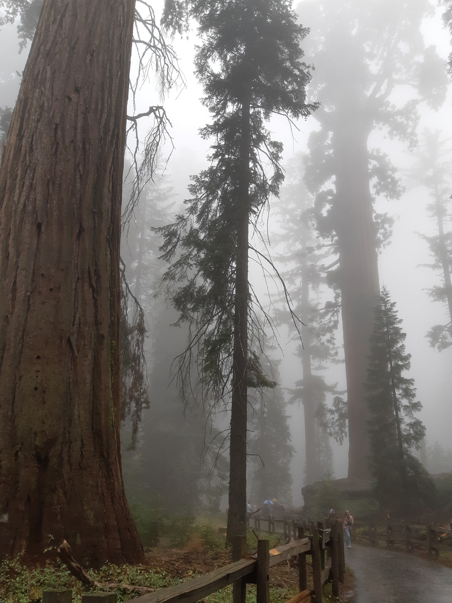 Гигантский лес в Калифорнии.