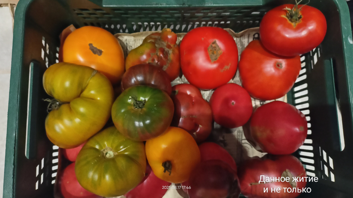 Часть урожая помидорок