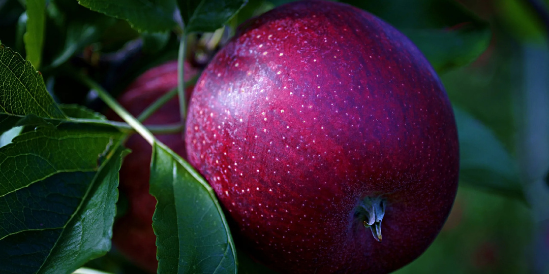 Мичурин знал, что дать осенью яблоням, чтобы на сл. год они дали шикарный урожай. Советы, работающие 93 года