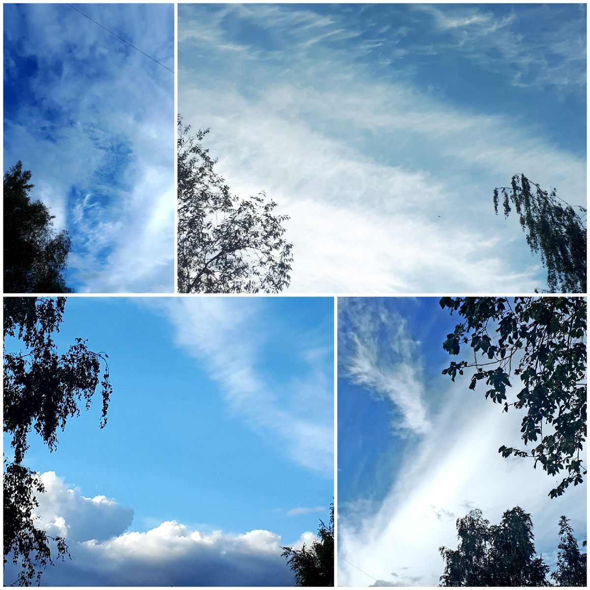 Коллаж автора 24.08.2025г.