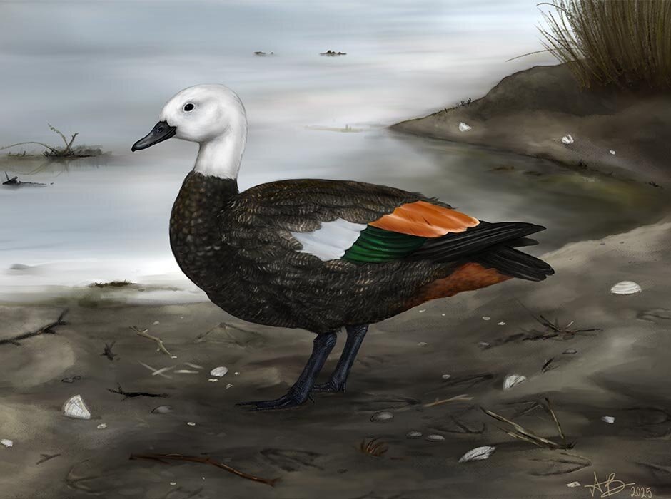 Самка чатемского огаря (Tadorna rekohu). Иллюстрация: Sasha Votyakova.