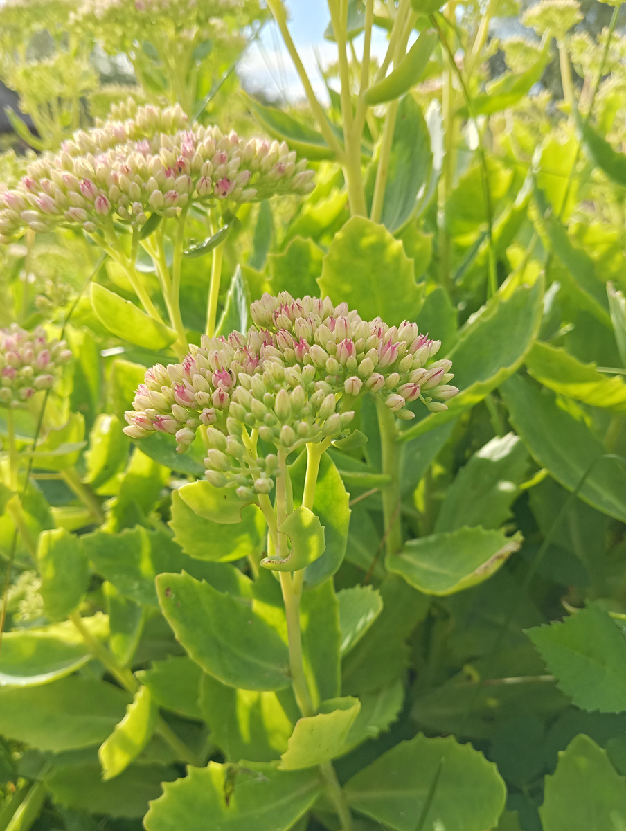 Очиток зацветает. 