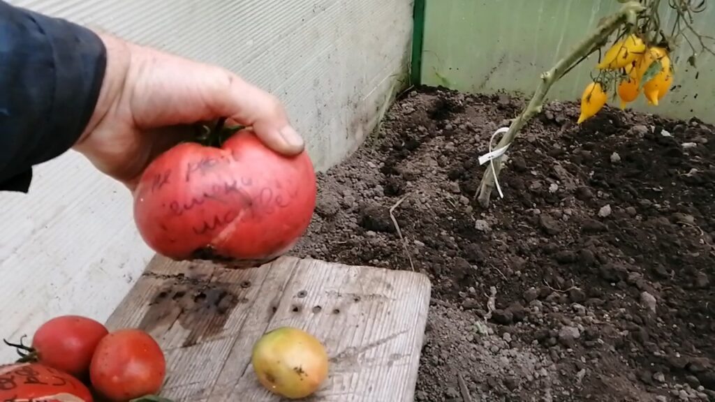Томат на семена сорт «Матвей».