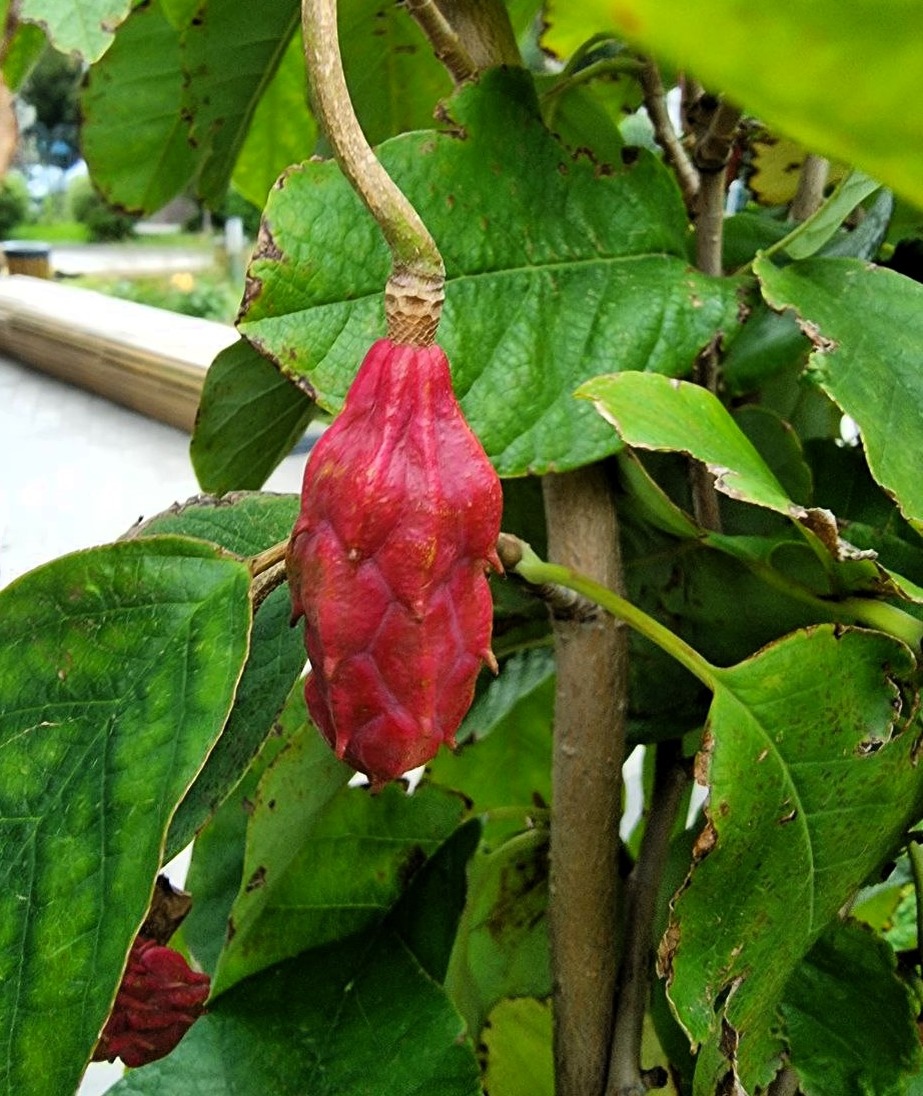 Магнолия Зибольда завязала семена. Москва.