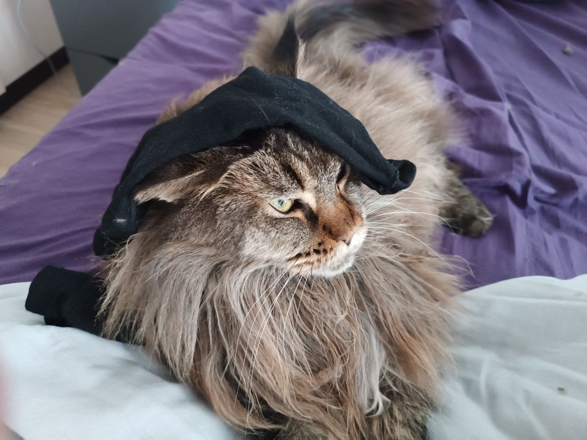 И тут тоже смеялся... а я хищник!