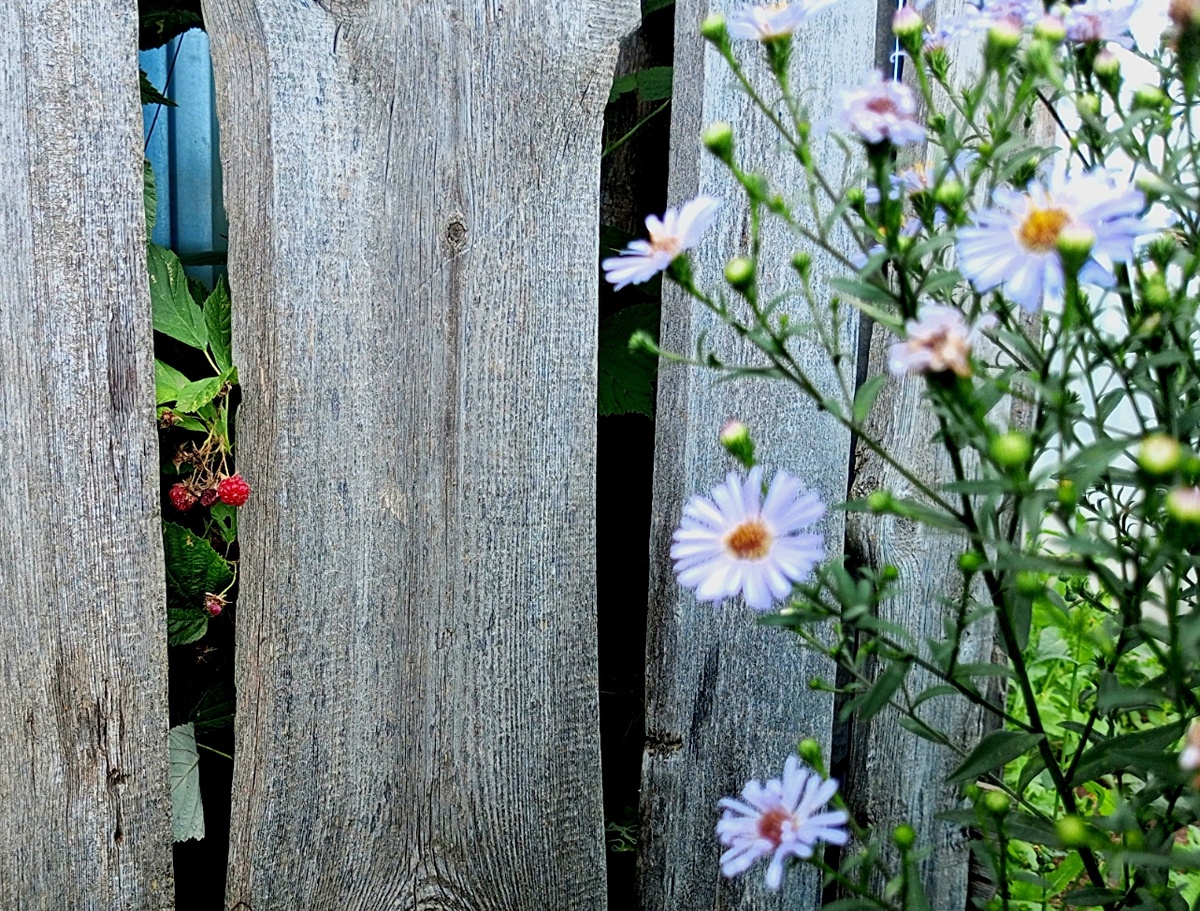 Цветы за забором. Фото автора.