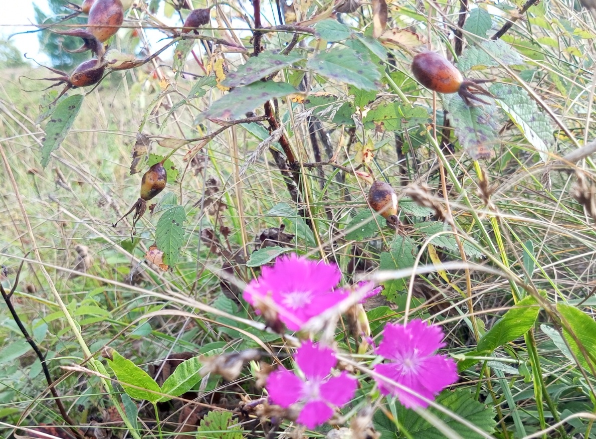 Поздняя гвоздика в осеннем поле. Фото автора.