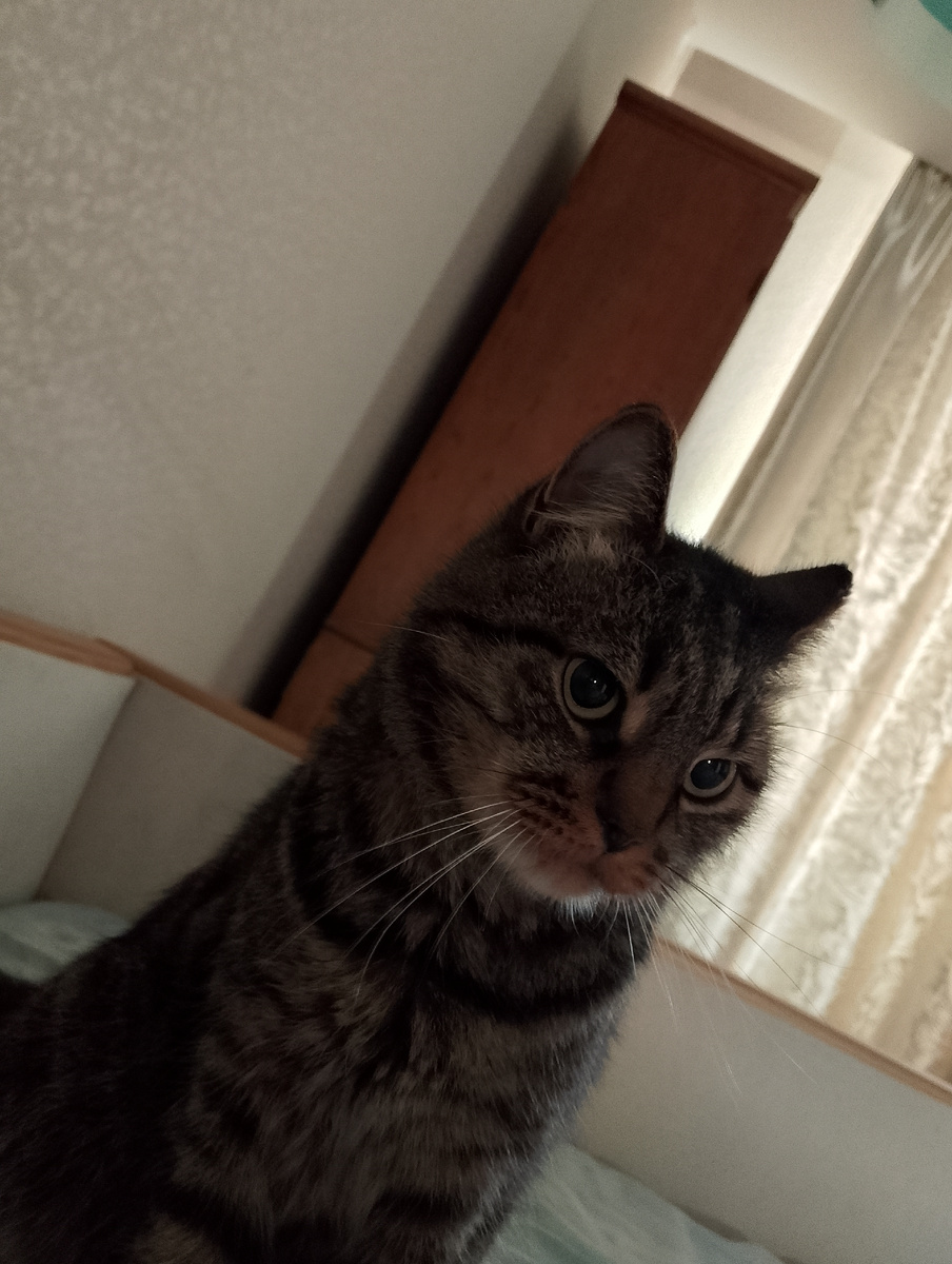 Пришёл и смотрит повелительно! Фото автора