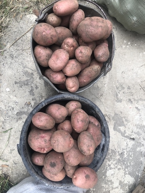 Это один из сортов- такой взяли 9 ведер.