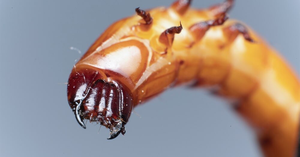 личинка проволочника