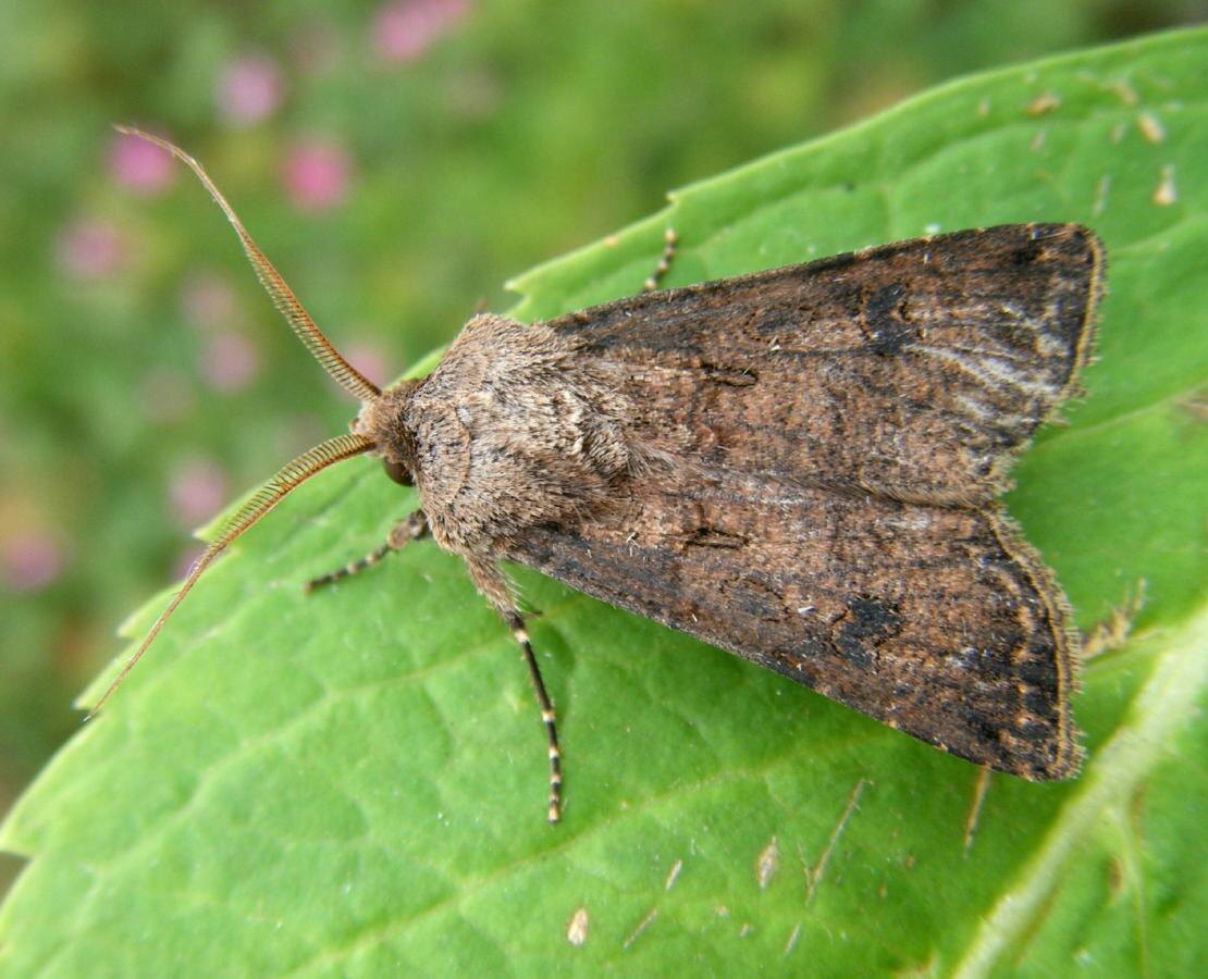 Озимая совка