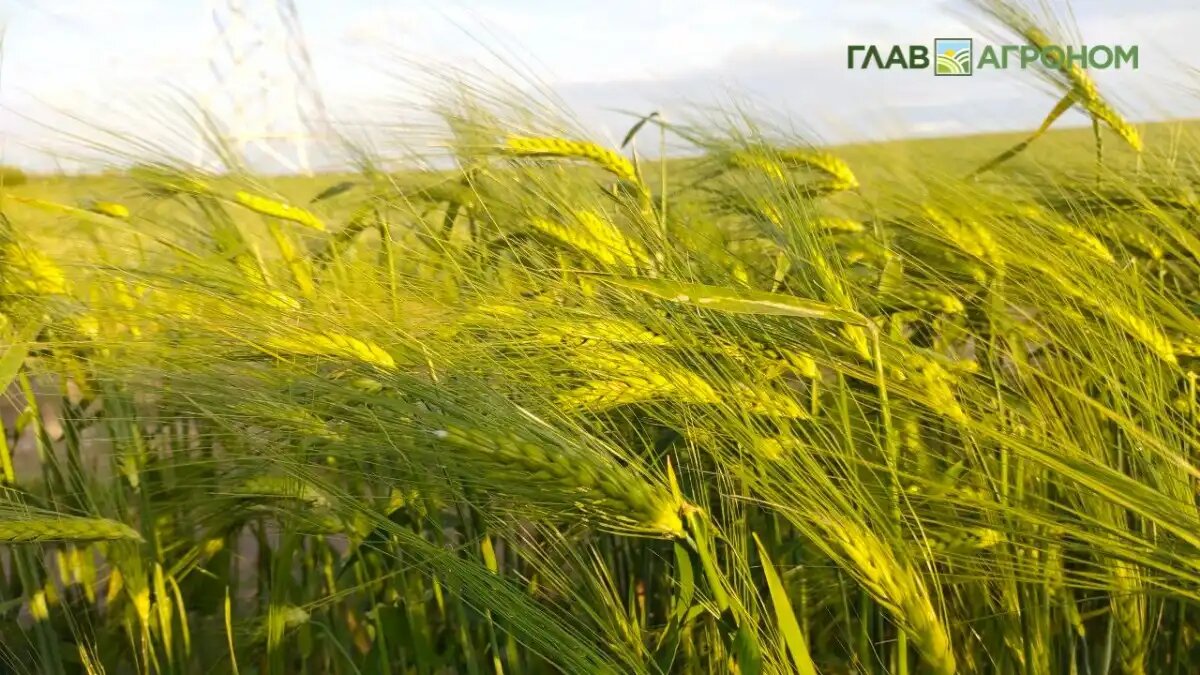 Фото:© Анна Кислекова
Культурный ячмень в процессе доместикации утратил многие признаки, присущие дикорастущим видам