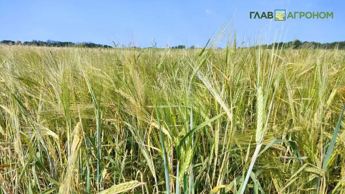 Фото:© Артем Борисов / Glavagronom.ru
Культурный ячмень в процессе доместикации утратил многие признаки, присущие дикорастущим видам