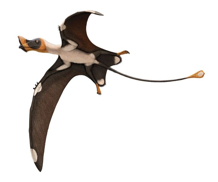 Кавирам. Иллюстрация.