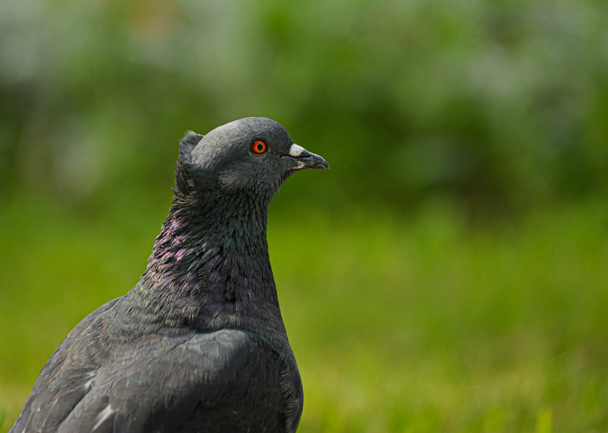 Вот, например, домашний голубь, имеющий хохолок. Похож на француза, 100% любит круассаны.