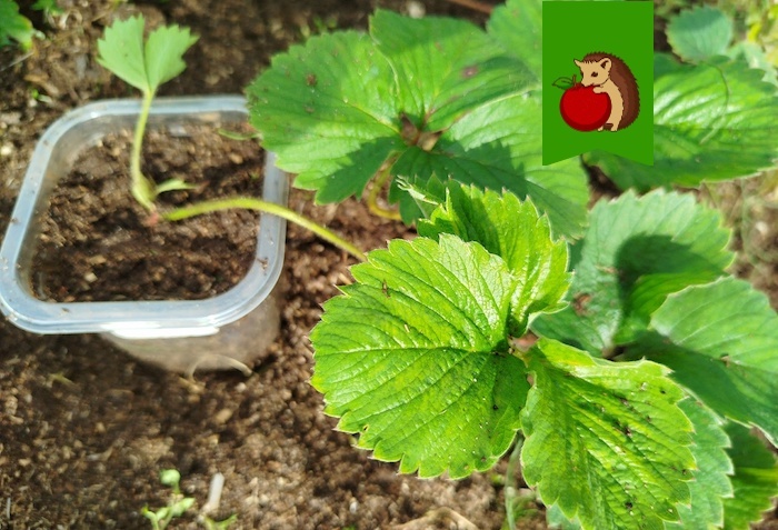 Размножаем клубнику усами: 5 популярных ошибок, из-за которых нет смысла рассчитывать на богатые урожаи в будущем