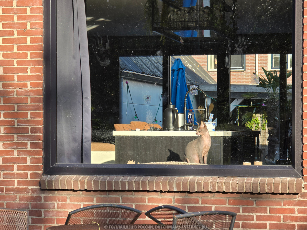 Кошка соседей передаёт вам привет. Фото: Голландец в России