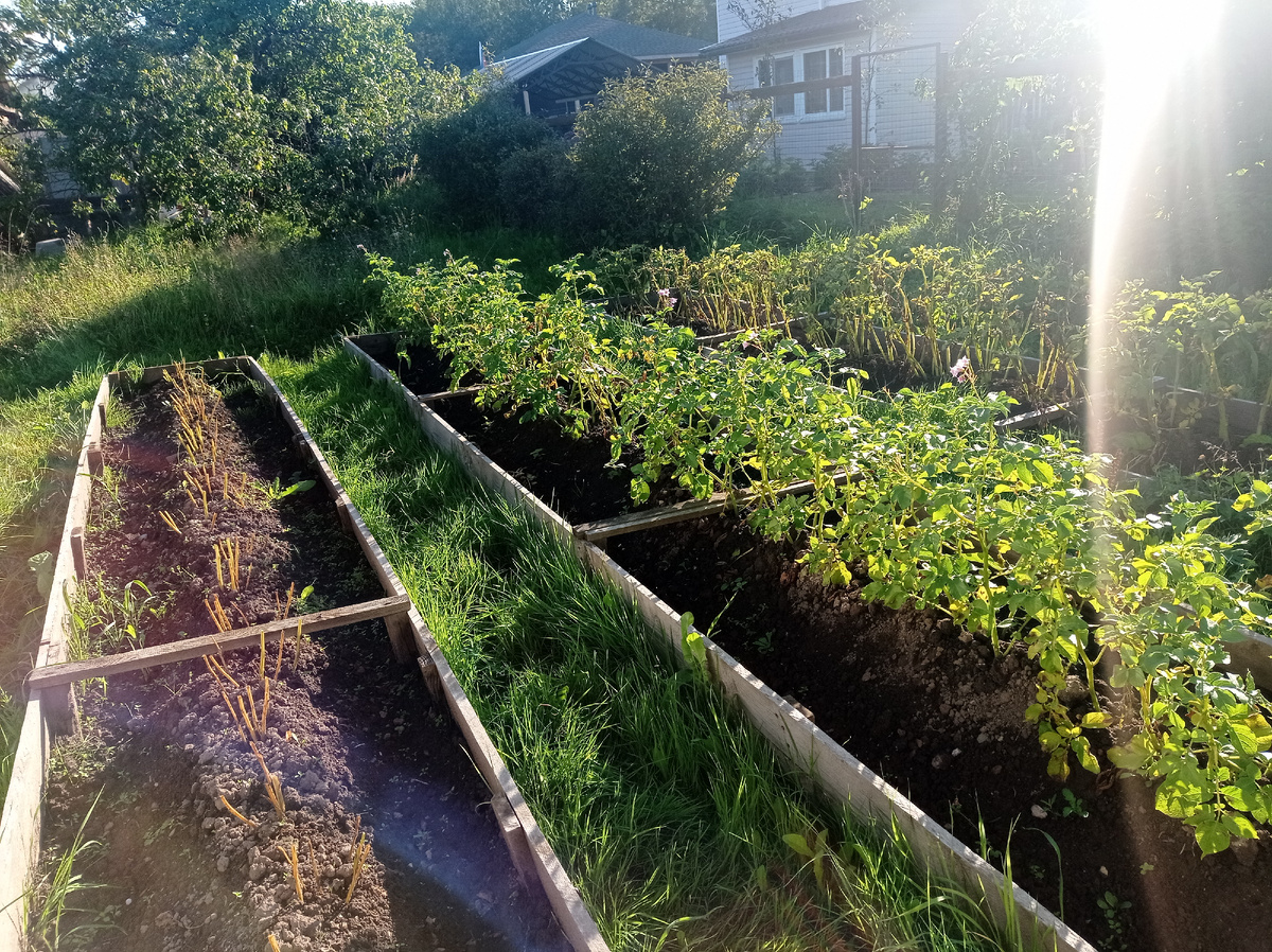 Ботва у раннего картофеля пожелтела и я ее обрезала, а у позних сортов не тронула.  Аврора еще цветет