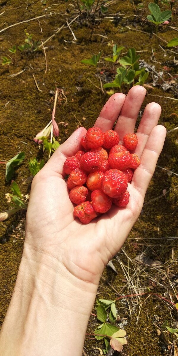 Спелая душистая земляника 