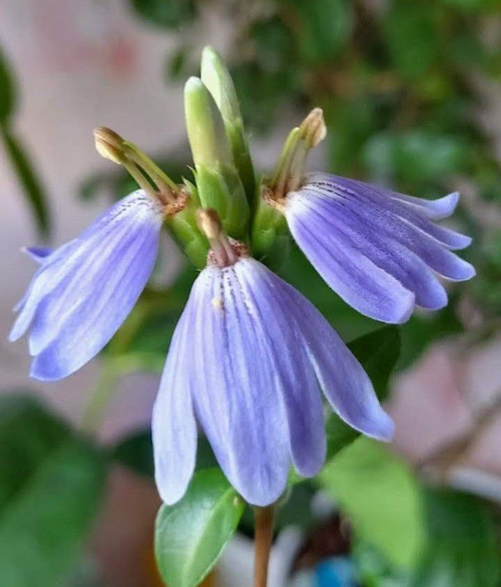 Первое цветение моего склерохитона (2022г)