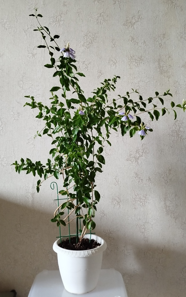 Так выглядит Склерохитон сейчас (2025г)