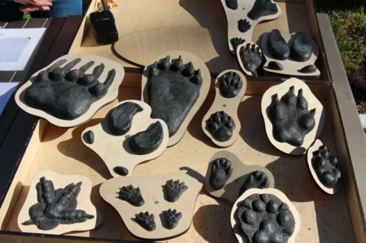    Экофест пройдет на Камчатке в субботу, 30 августа