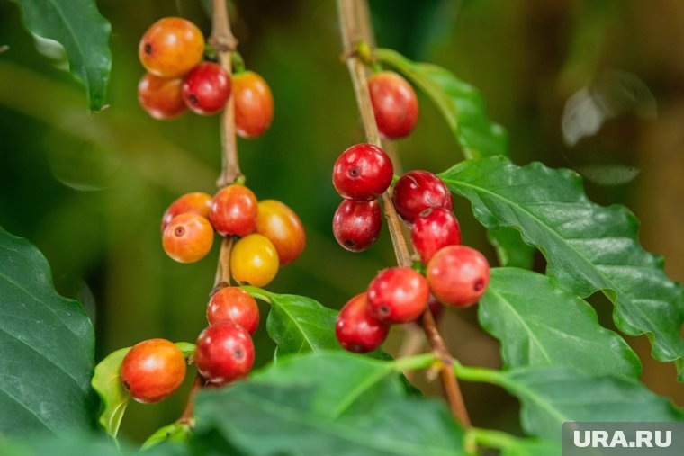  Целая страна в Центральной Америке готова превратиться в «витрину» для товаров из России  📷
