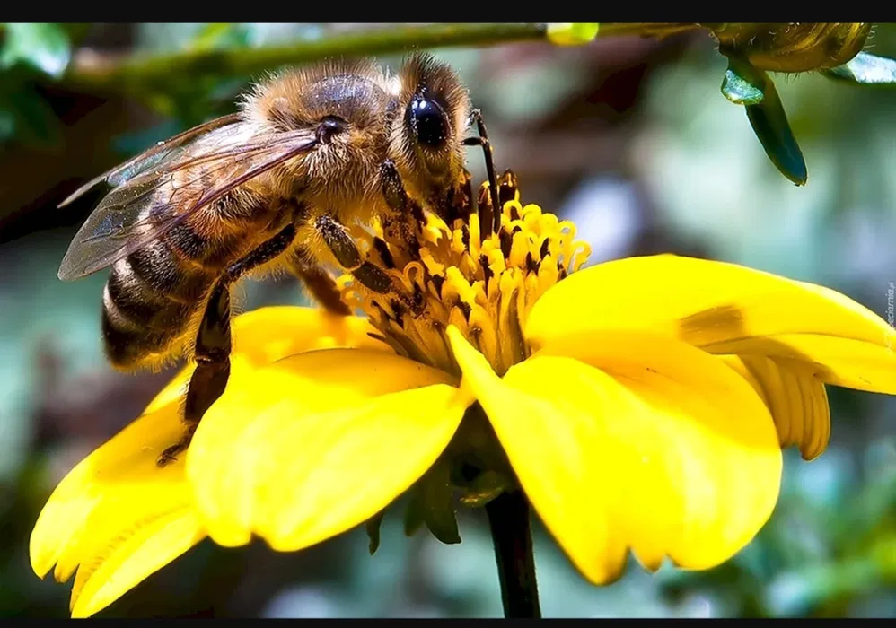 Фото с olx.kz для примера