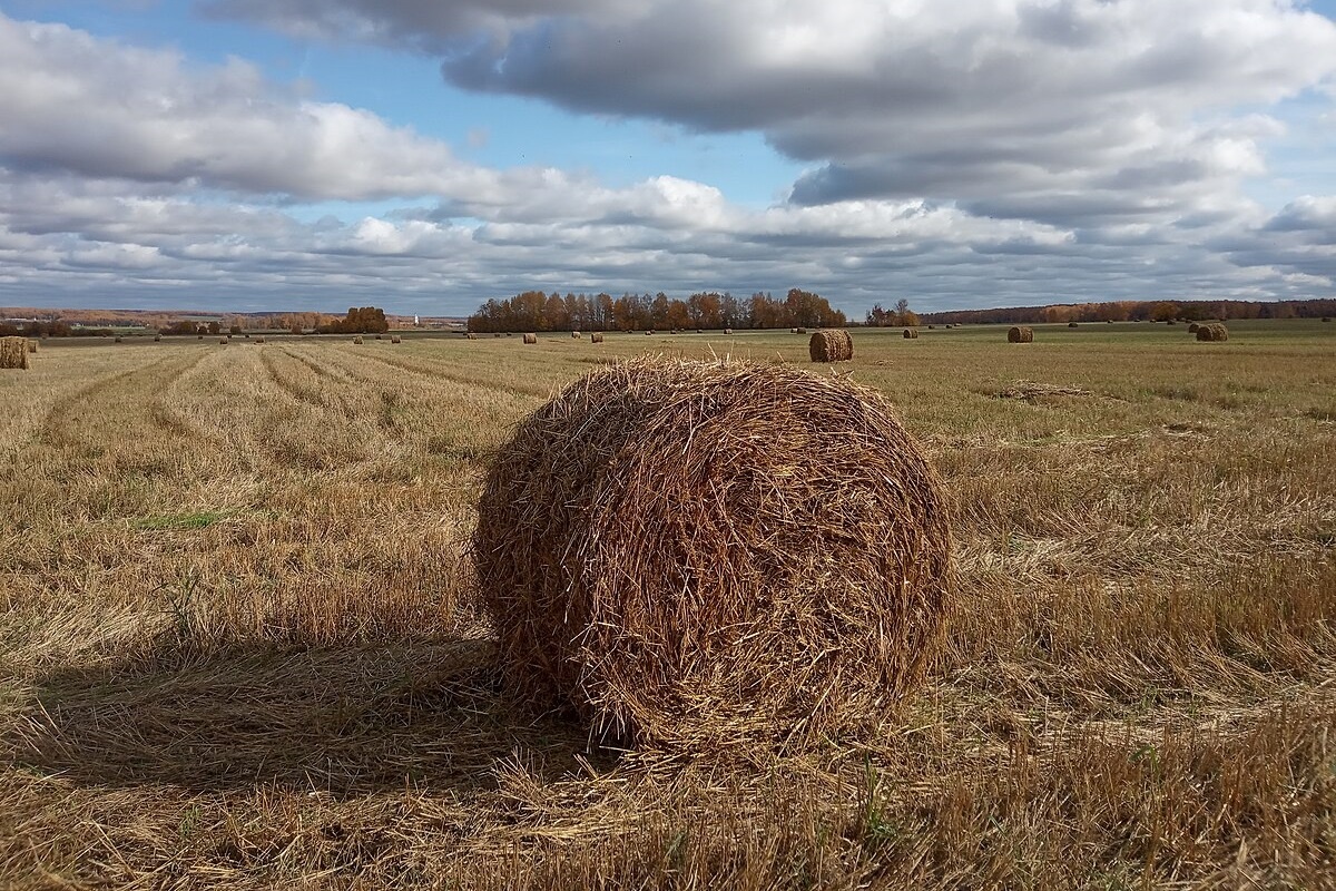    Фото: Ирина Мит, источник: commons.wikimedia.org