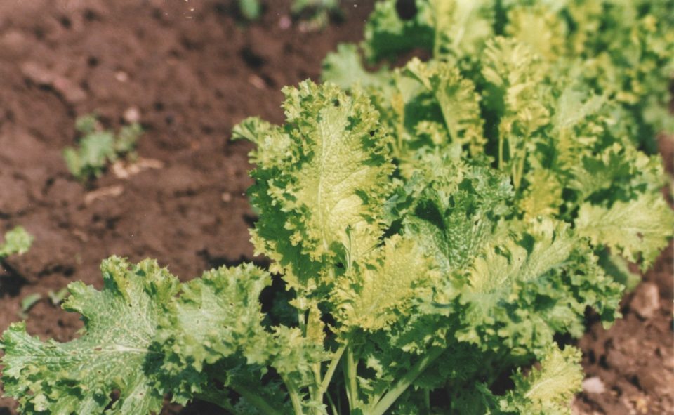 Горчица сорт волнушка салатная.Растет пышно и некапризна к почве.