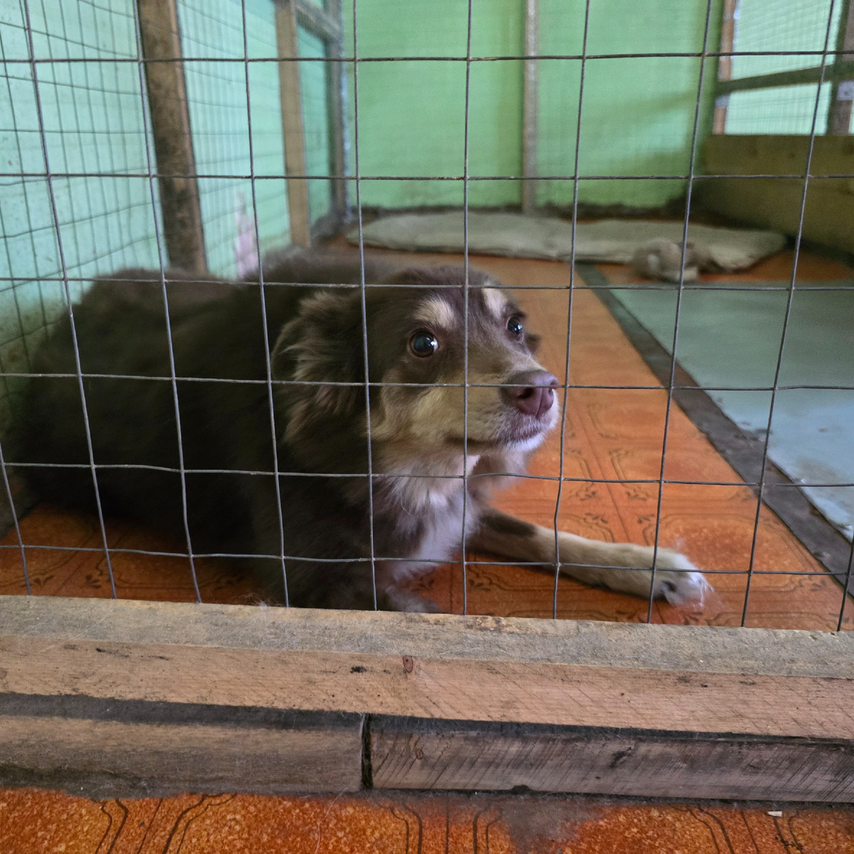 Нюша прижимается к полу, взгляд полон тревоги