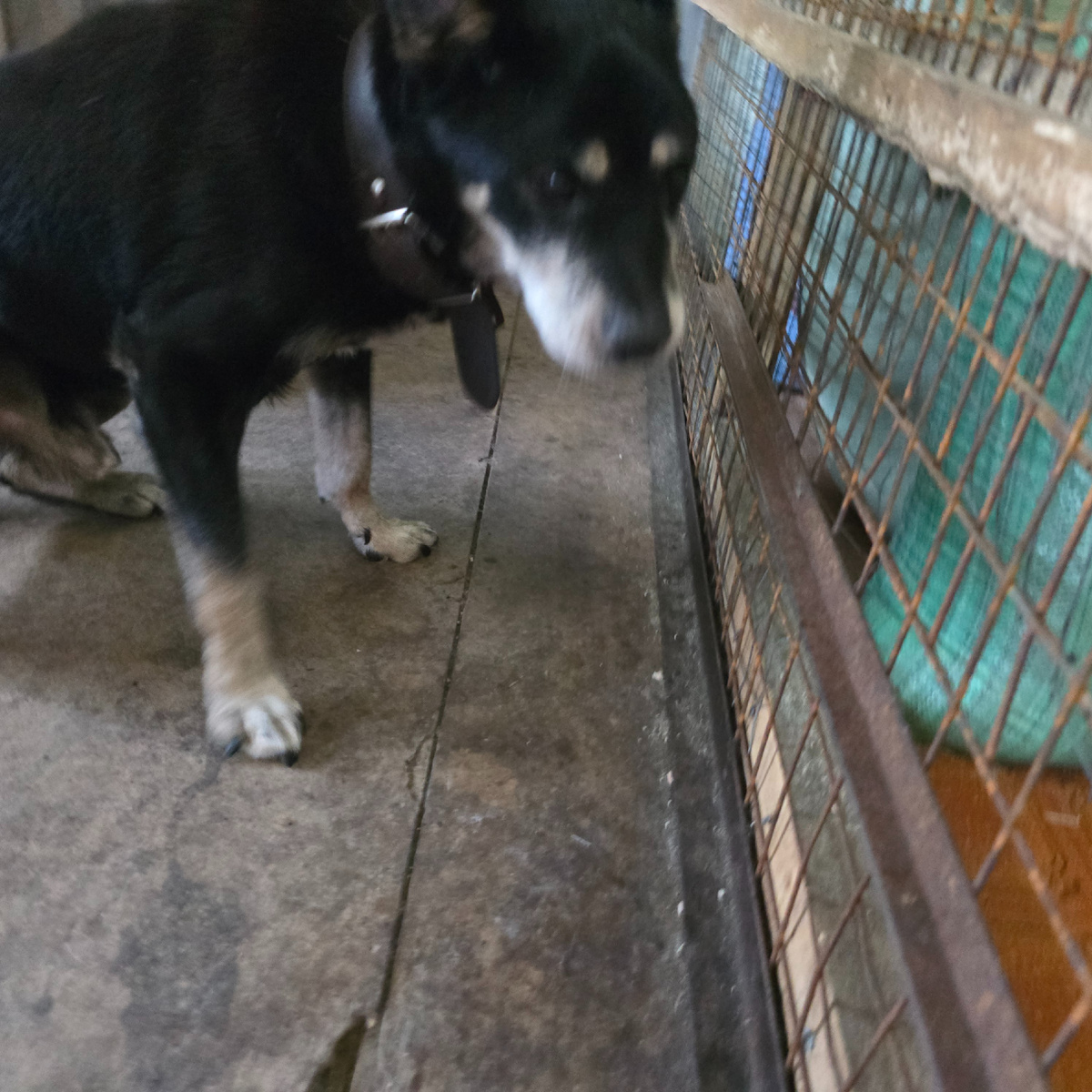 Граф устало бредет вдоль решетки вольера