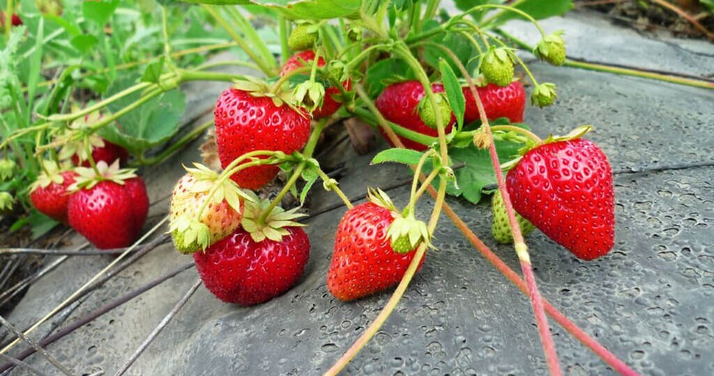 ЧЕТЫРЕ САМЫХ ЭФФЕКТИВНЫХ УДОБРЕНИЯ ДЛЯ КЛУБНИКИ