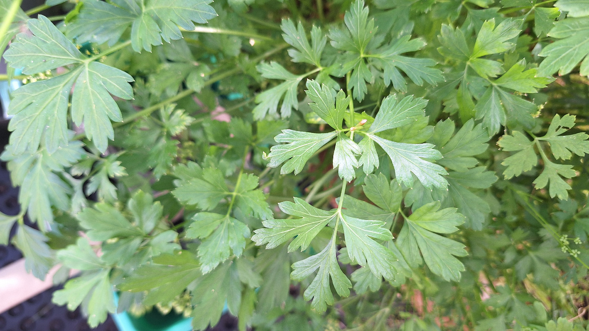 Фото автора. Листовая петрушка