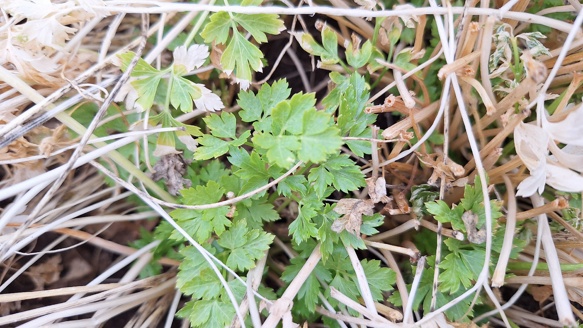 Фото автора. Весенняя листовая петрушка: первые всходы на второй год (25 марта 2025 года)