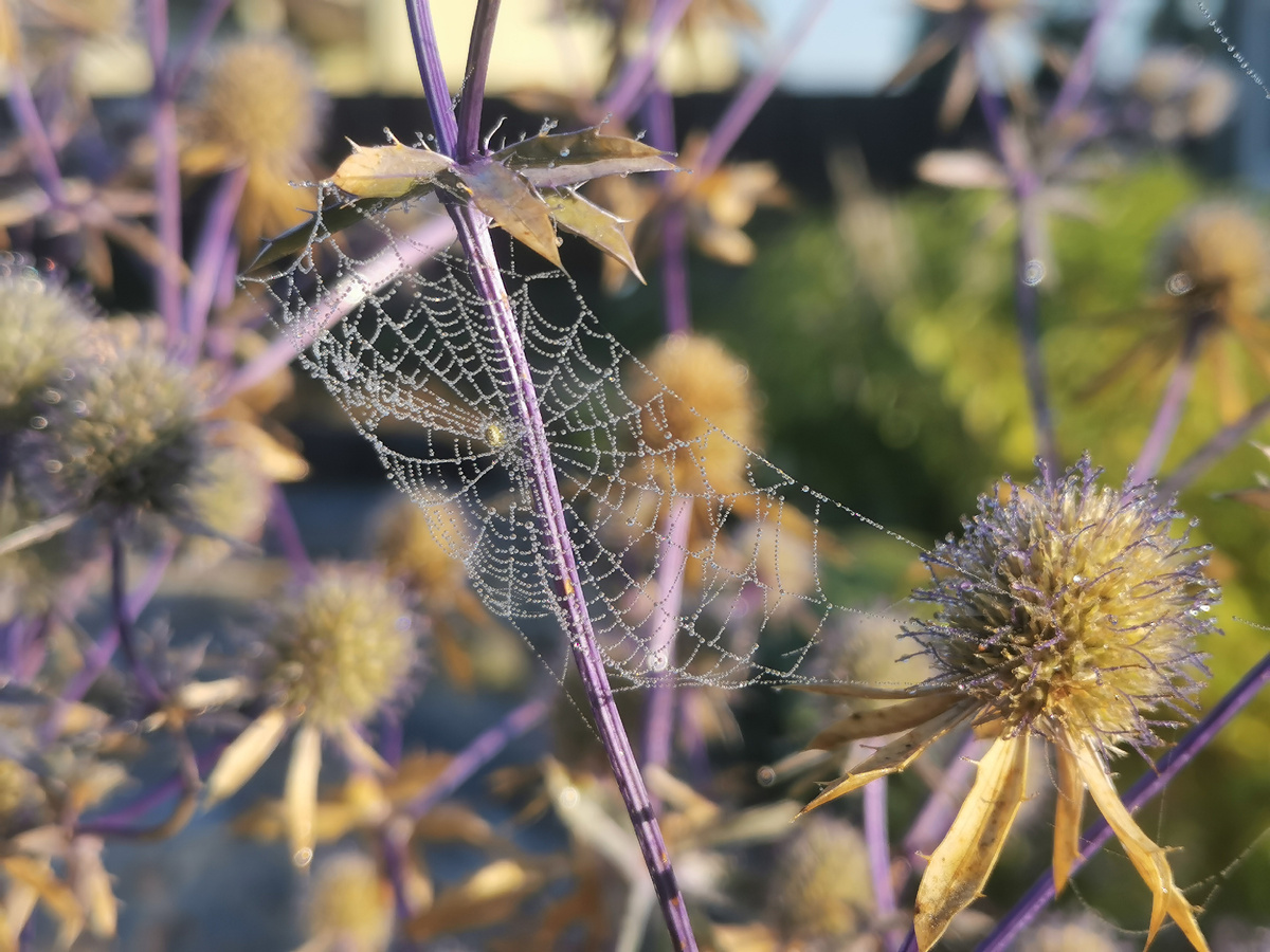 Синеголовник плосколистный из семян