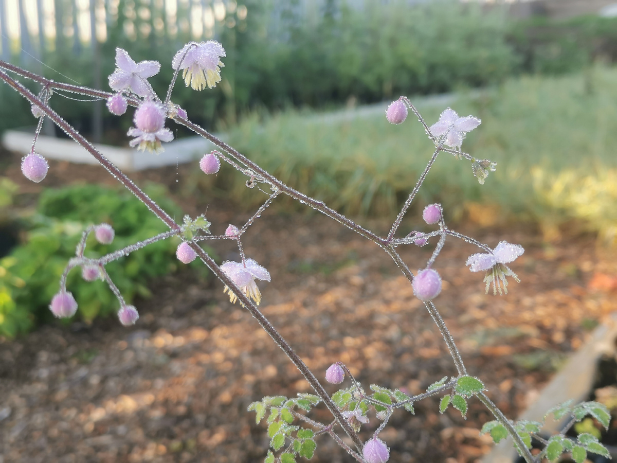 Василистник Делавея